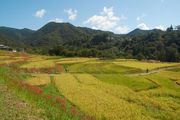 埼玉県横瀬町 寺坂棚田