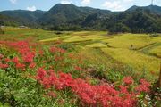 埼玉県横瀬町 寺坂棚田