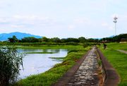 滋賀県草津市 烏丸半島ハスの群生地