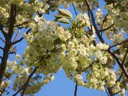 山口県山口市 うこん桜